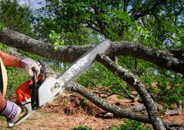 How Our Tree Care Process Works  in  West University Place, TX