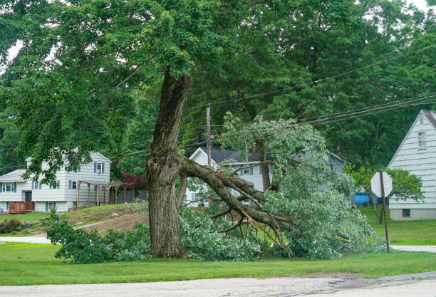 Best Tree Planting Services  in West University Place, TX